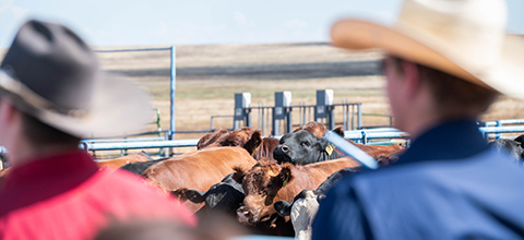 Two cowboys looking toward cattle in a pen.