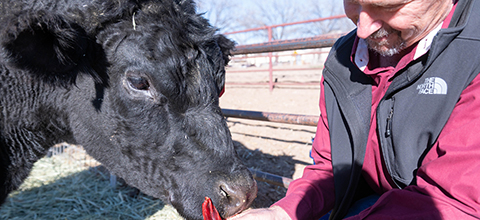 A man sits with a steer in a hay covered field