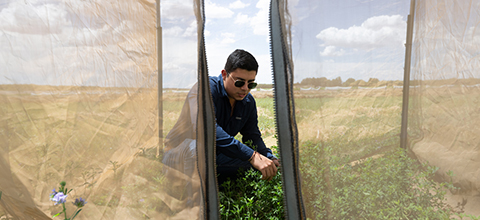 A person wearing sunglasses kneels inside a mesh-covered agricultural tunnel, examining rows of green plants growing in a field under a bright sky.