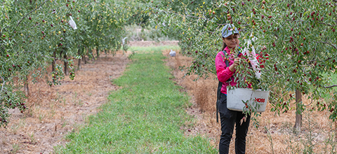 A woman harvests jujubes in an orchard.