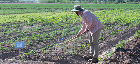 a man uses a hoe in a field of plants
