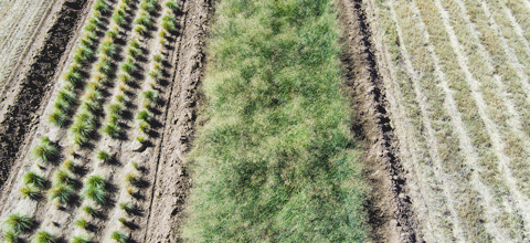 Arial view of farmland.
