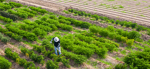 Student working on crops and soil on farmland.
