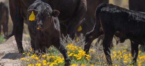 Calf eating a poppy leaf