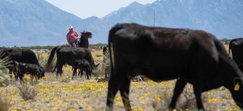 A man on the range with cows