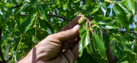 harvesting jujubees