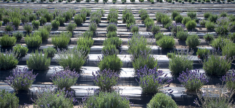 Sustainable Agricultural Research Center.