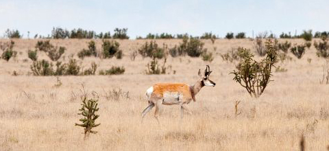 pronghorn antelope in field